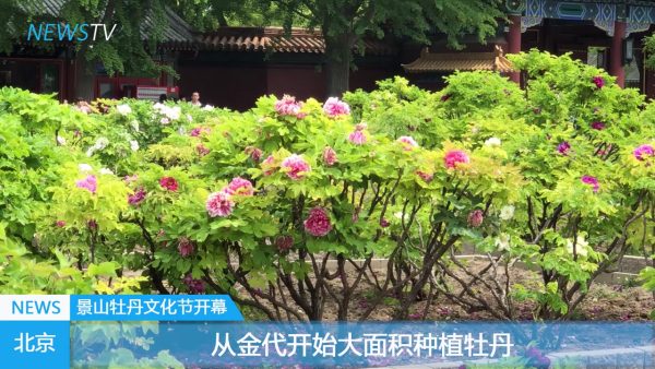 景山牡丹文化节